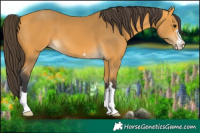 Horse Color:Buckskin