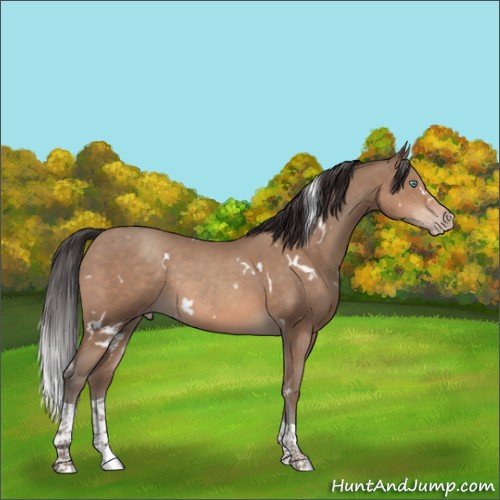Horse Color:White Spotted Sable Champagne Tobiano Rabicano