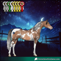 Horse Color:White Spotted Sable Champagne Tobiano Rabicano