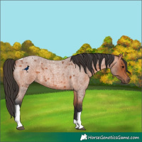 Horse Color:Bay Roan Tobiano 