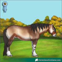 Horse Color:Bay Onyx 
