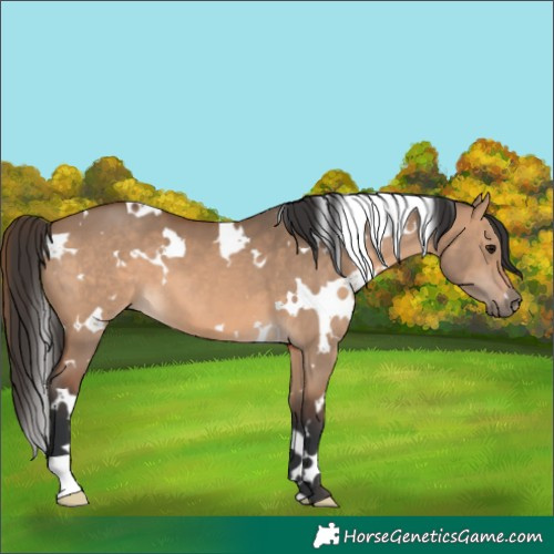 Horse Color:White Spotted Bay Dun