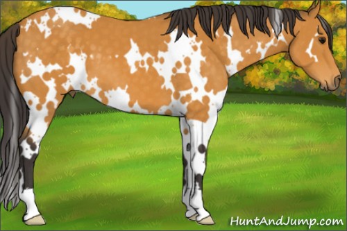 Horse Color:White Spotted Buckskin 