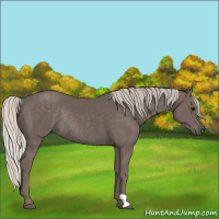 Horse Color:Silver Black Rabicano