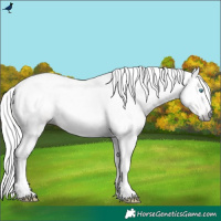 Horse Color:Gray White Spotted Silver Amber Champagne Blanket Rabicano 