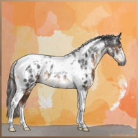 Horse Color:Gray White Spotted Liver Chestnut Tobiano Appaloosa Rabicano 