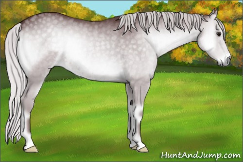 Horse Color:Chocolate Silver Blue Onyx Chinchilla 