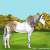 Horse Color:White Spotted Chocolate Palomino Dun Splash 