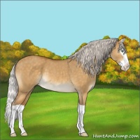 Horse Color:Silver Buckskin Dun Splash Rabicano Brindle 