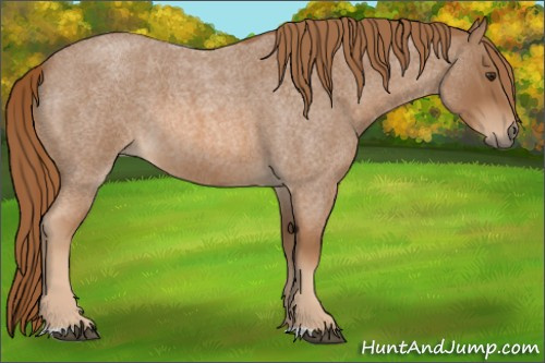Horse Color:Red Roan 