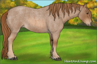 Horse Color:Red Roan 