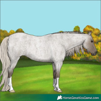 Horse Color:Silver Smoky Grullo Roan