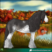 Horse Color:White Spotted Smoky Black