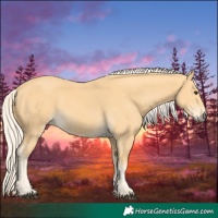 Horse Color:Palomino 