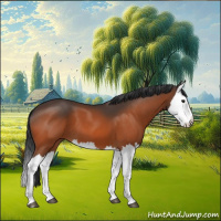 Horse Color:Bay Splash 