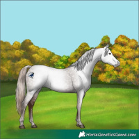 Horse Color:Gray Chestnut