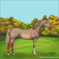 Horse Color:Red Dun 