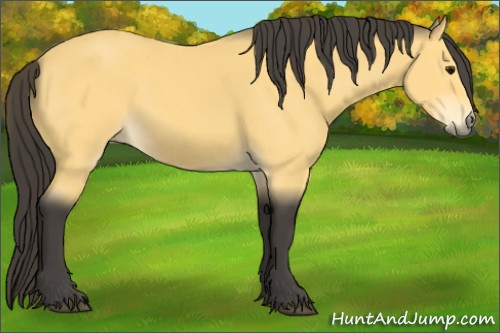 Horse Color:Buckskin