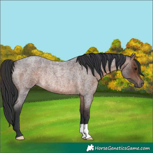 Horse Color:Brown Roan Rabicano 