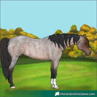 Horse Color:Brown Roan Rabicano 