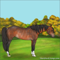 Horse Color:Brown Rabicano 