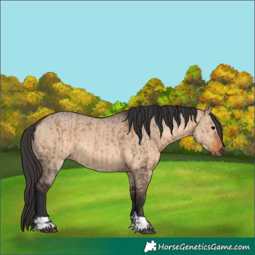 Horse Color:Brown Dun and Brown Dun