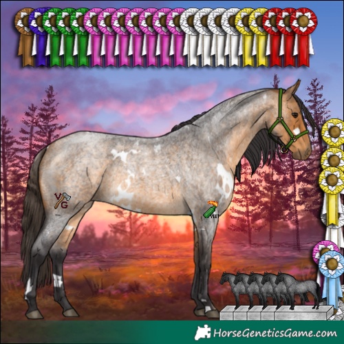 Horse Color:White Spotted Buckskin Roan 