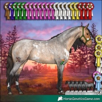 Horse Color:White Spotted Buckskin Roan 