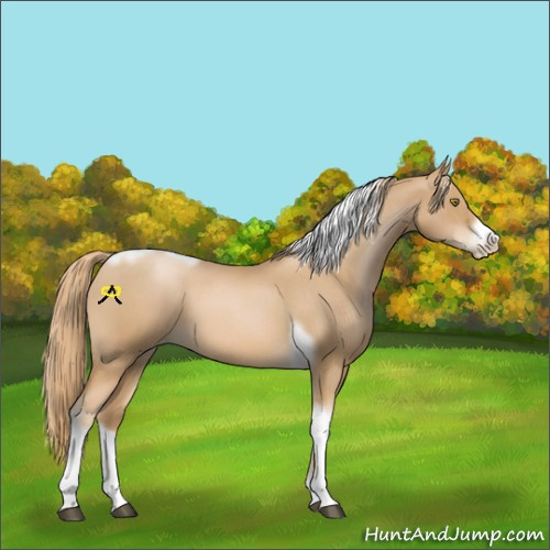 Horse Color:Red Roan Pearl Tobiano Frame 