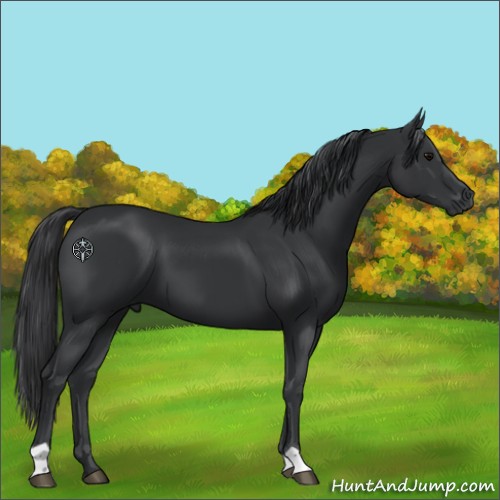 Horse Color:Black 
