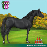 Horse Color:Black 