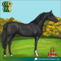 Horse Color:Black 