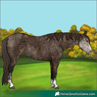 Horse Color:Liver Red Dun Ice 
