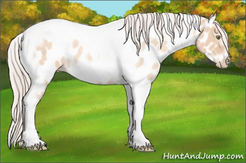 Horse Color:Silver Amber Champagne Roan Dun Splash Tobiano Frame Appaloosa Rabicano 