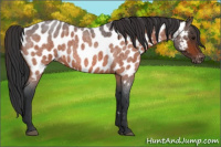 Horse Color:Bay Roan Appaloosa 