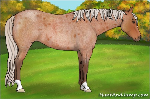 Horse Color:Silver Bay Roan 