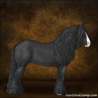 Horse Color:Black Splash 
