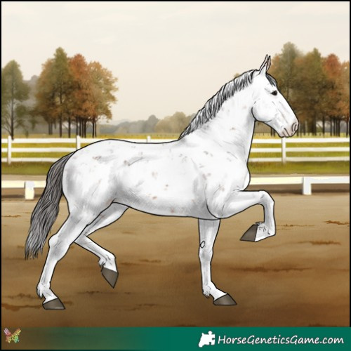 Horse Color:Bay Sabino 