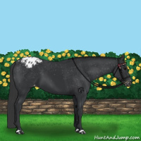 Horse Color:Black Appaloosa 