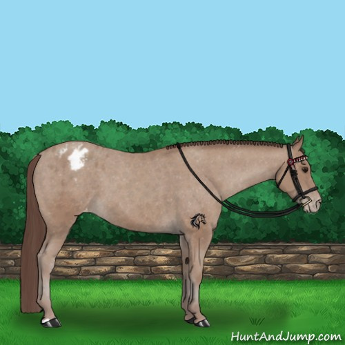 Horse Color:Classic Champagne Appaloosa 