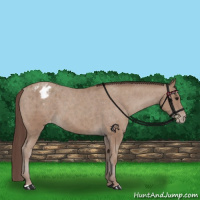 Horse Color:Classic Champagne Appaloosa 