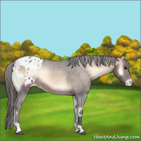 Horse Color:Bay Onyx Appaloosa 