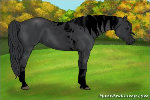 Horse Color:Void Black Tobiano 
