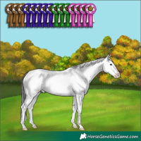 Horse Color:Grullo Sabino Splash 
