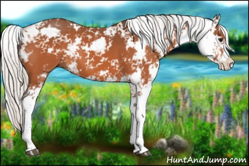 Horse Color:Silver Bay Sabino 