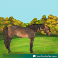 Horse Color:Buckskin 