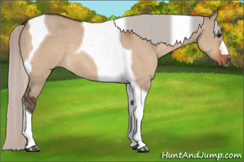 Horse Color:Silver Brown Dun Tobiano 
