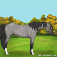 Horse Color:Grullo Roan 