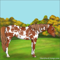 Horse Color:White Spotted Chestnut Rabicano 