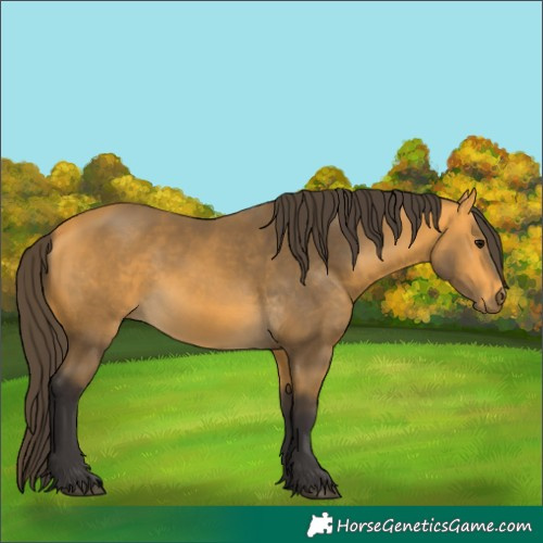 Horse Color:Buckskin 